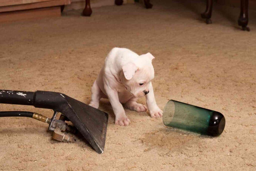 Why Choose Our Same Day Pet Stain and Odour Removal Service in South Yarra?