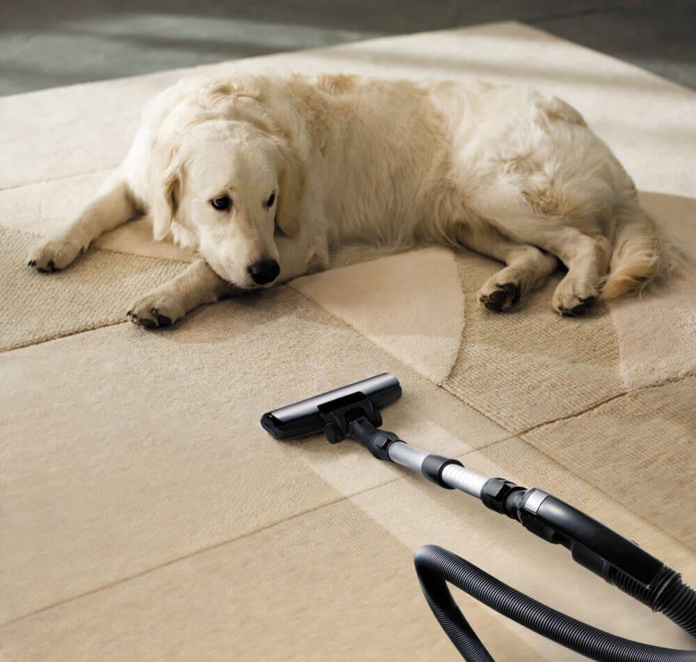 Why Choose Our Pet Odour Removal Services in Rowville?