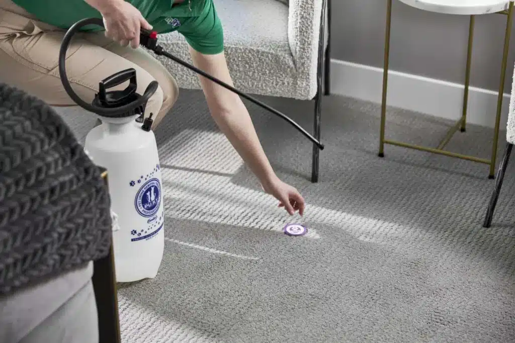 Pet stain and odour removal from carpet in Melbourne
